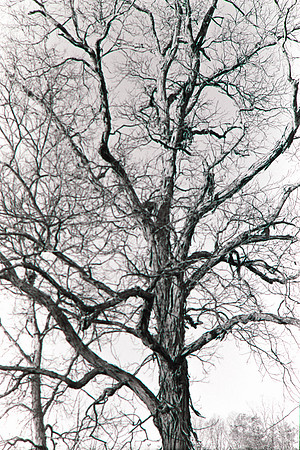 Tree Textures-7
