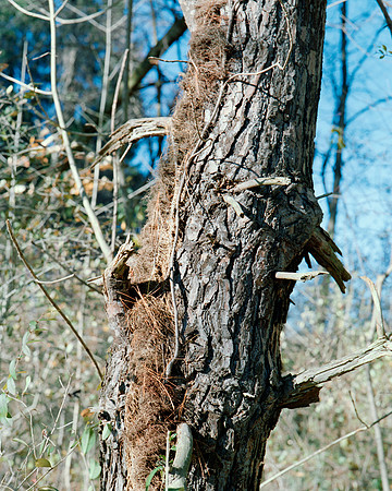 Tree Textures-10