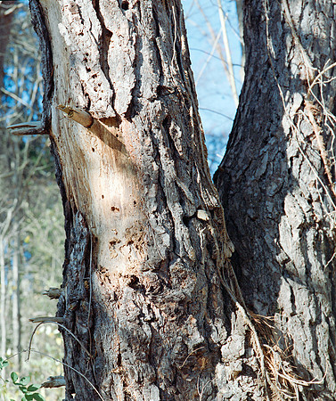 Tree Textures-11