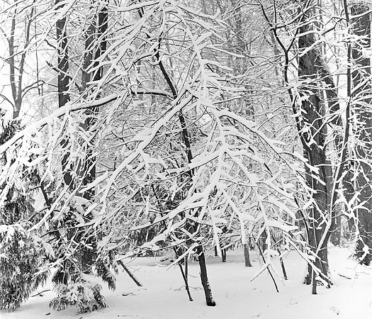 Snow Blanket-3