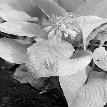 Summer Bloom