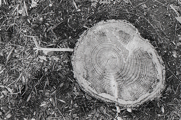 Tree Stump 4