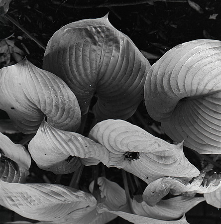 Hostas in the Rain