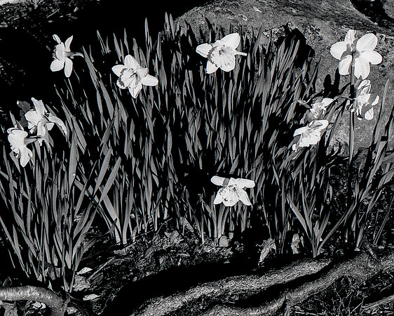 Dafodils