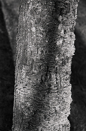 Tree Limb Fungus