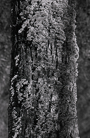 Tree Limb Fungus-2