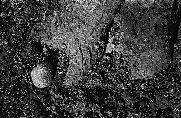Tree Root