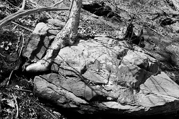Gorge Rocks and Tree
