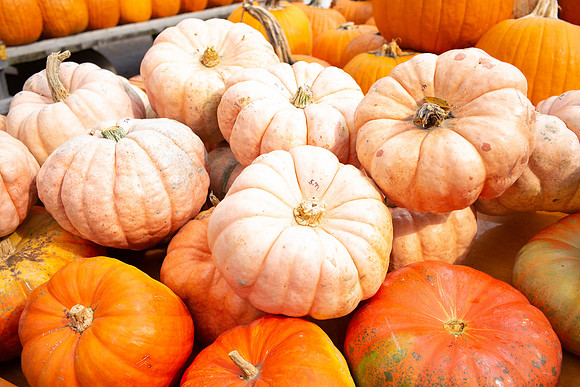 Fall at Szalay's-3