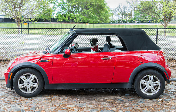 Whimsical Dog Driver